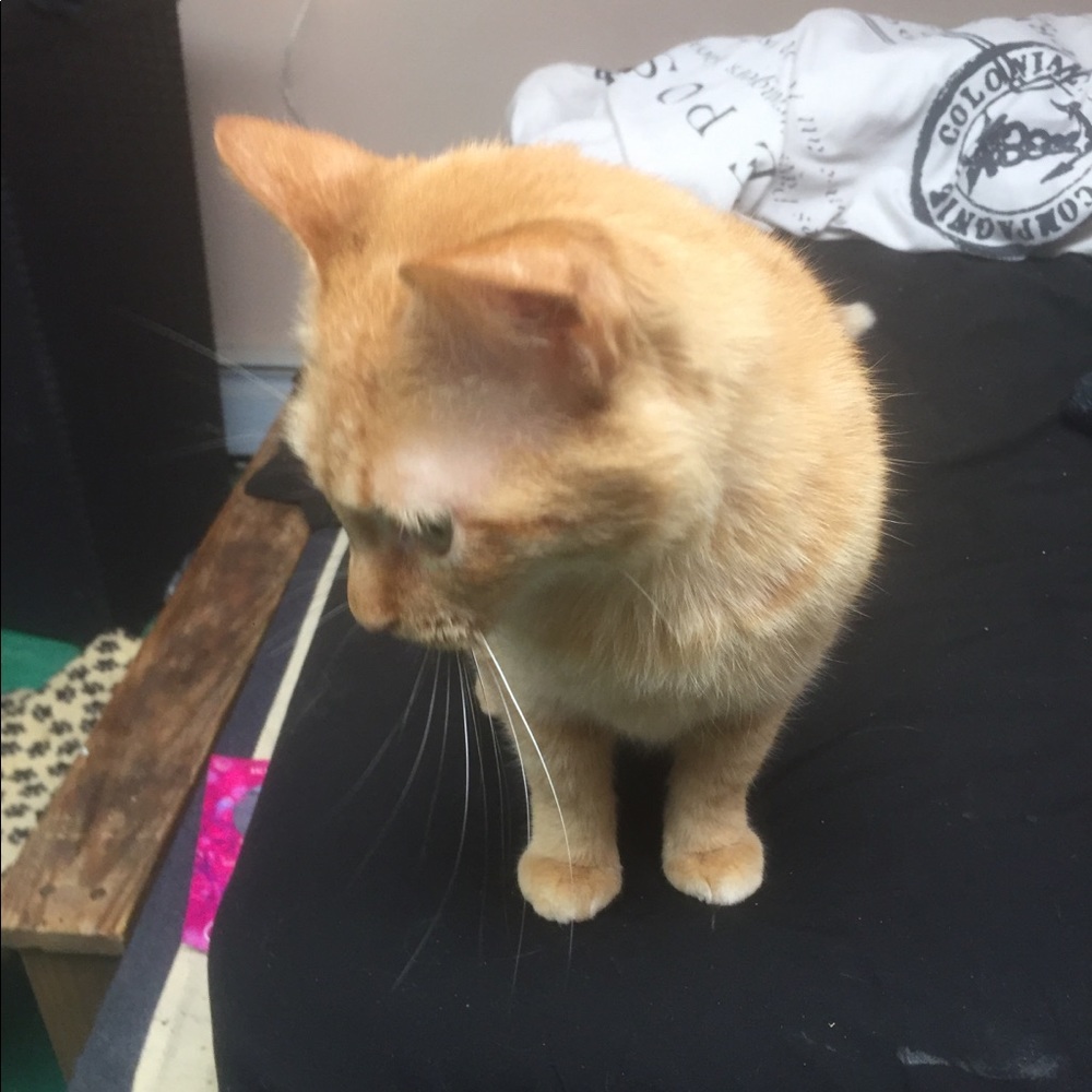 Meet your Posher, Sophia